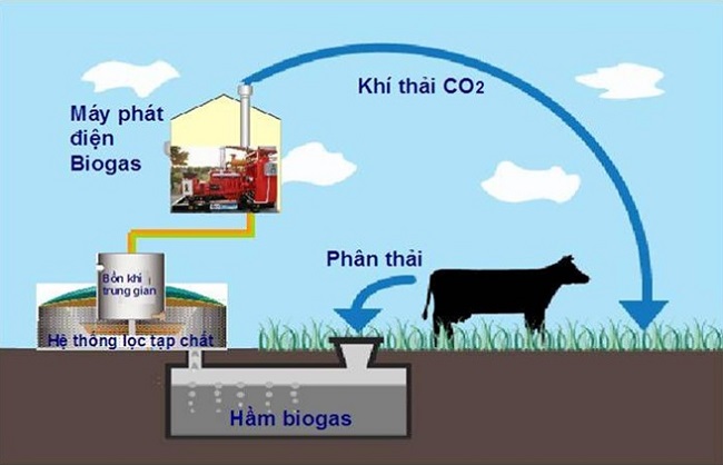 Xử lý khí thải chăn nuôi